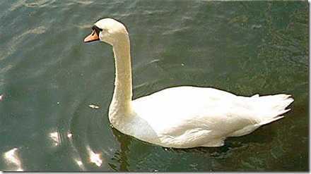 swan