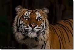 In Another World - Indochinese Tiger aka Corbett's Tiger (female), Khao Kheow Open Zoo, Chonburi, Thailand - KKC 1603