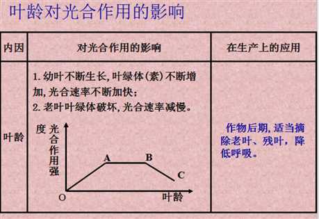 光合作用影响因素