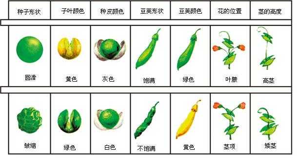 其他好文 孟德尔豌豆杂交试验(1 一对相对性状的杂交实验 孟德尔用