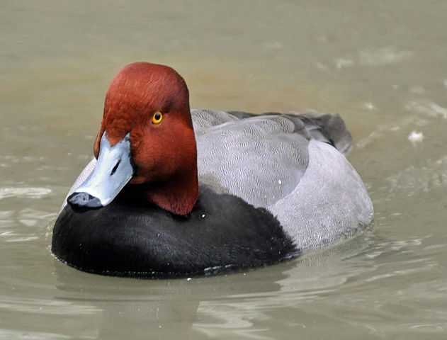 Red Head Duck