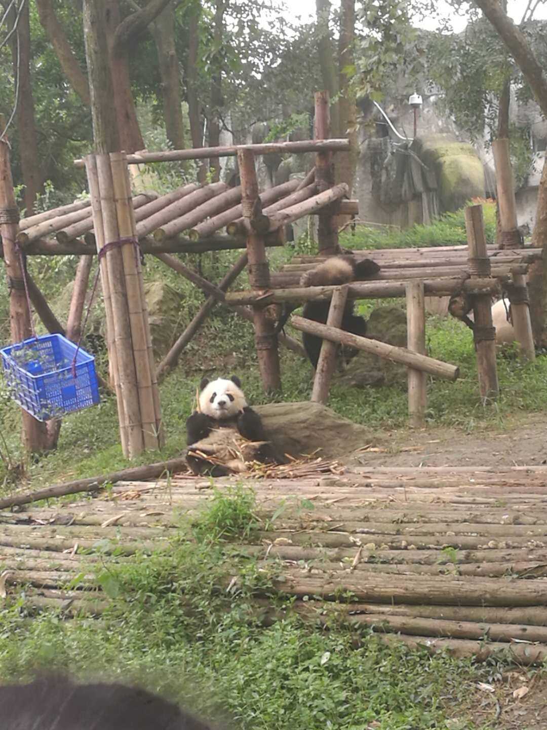 熊猫基地
