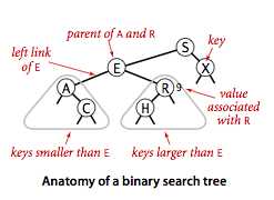 bst-anatomy